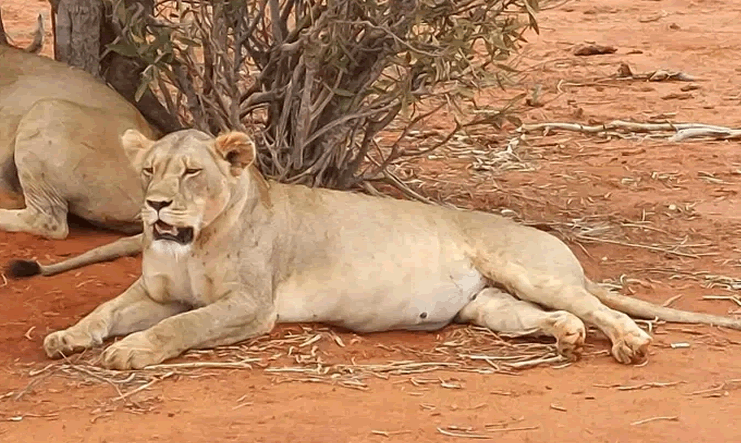 3 Days Tsavo East & Amboseli Safari from Mombasa