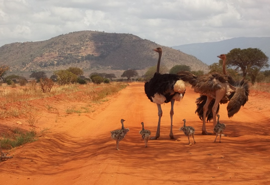 4 Days Amboseli, Tsavo West & Tsavo East Safari
