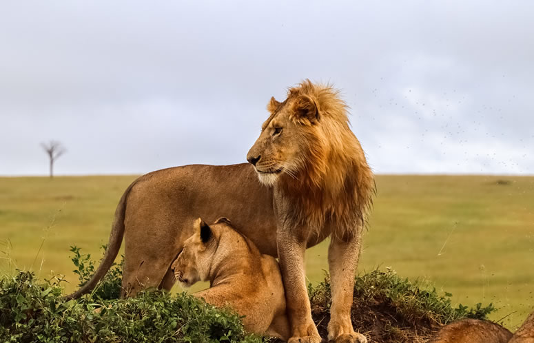 4 Days Masai Mara National Reserve Safari