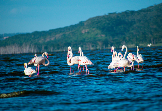 8 Days Amboseli, Lake Nakuru, Masai Mara & Lake Naivasha Safari