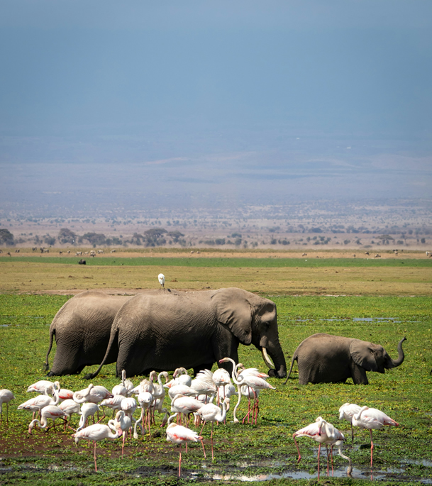 7 Days Amboseli, Lake Naivasha & Masai Mara Safari