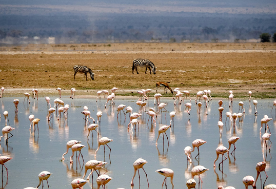 Wildlife around the Amboseli swamps