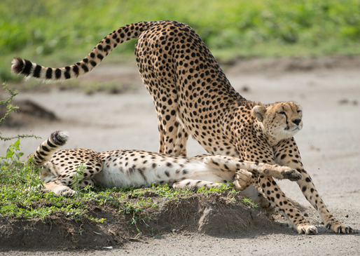 5 Days Cheetah Safari: Amboseli, Lake Nakuru, Lake Bogoria & Lake Naivasha