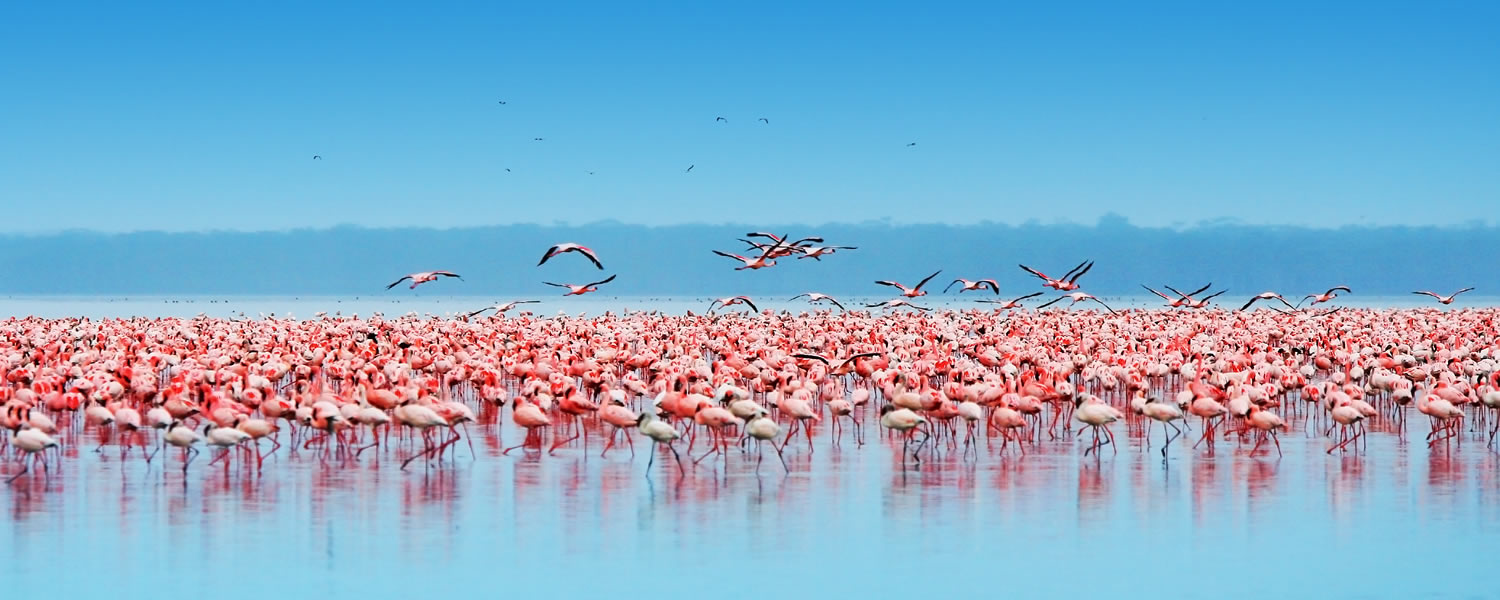 Lake Nakuru – Lake Naivasha