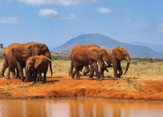 Amboseli – Tsavo West National Park