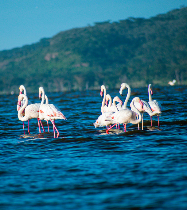 Flamingos at Lake Bogoria