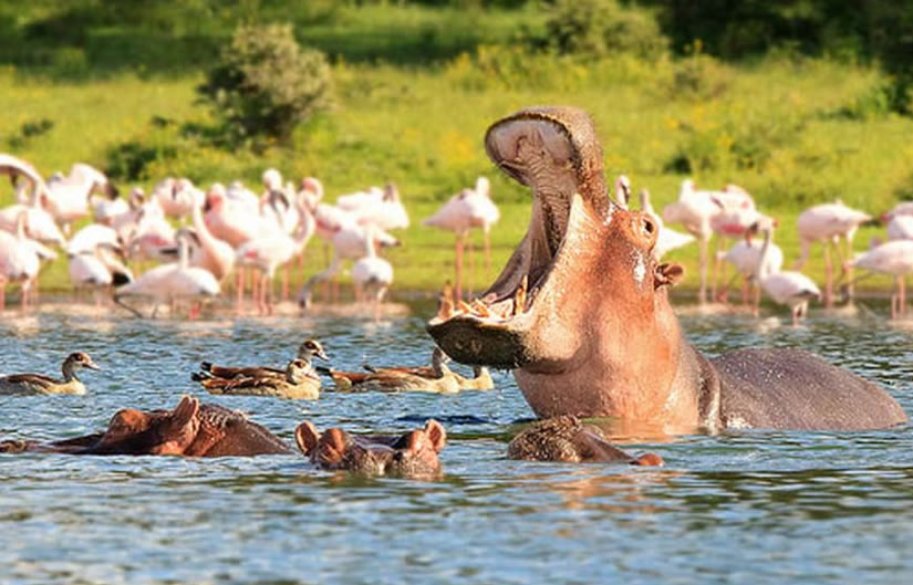 Hippos in Lake Naivasha