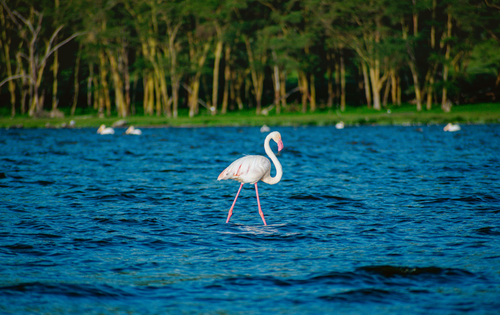 6 Days Amboseli, Lake Nakuru, Lake Bogoria & Lake Naivasha Safari Departing Nairobi