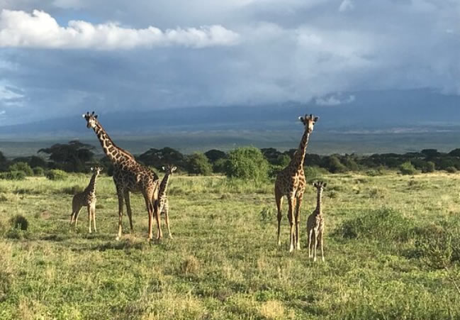 Rothschild giraffes in Lake Nakuru National Park
