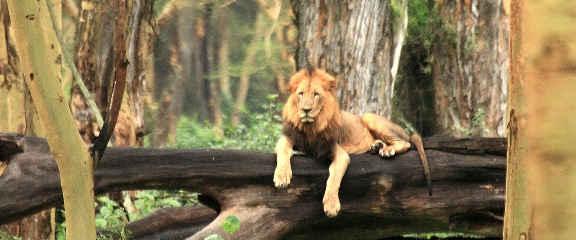 Lions in Lake Nakuru National Park