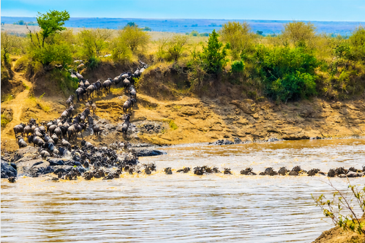 Kenya Safari