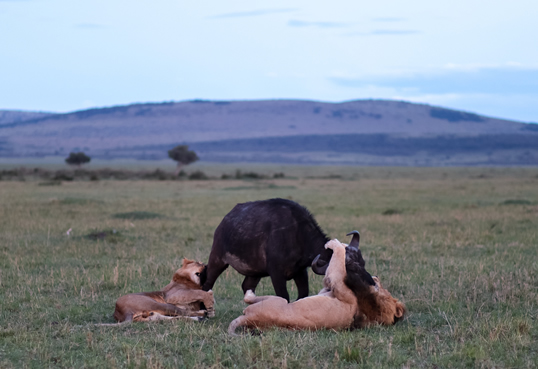 Great Migration herds in Masai Mara