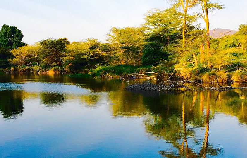Mzima Springs in Tsavo West National Park