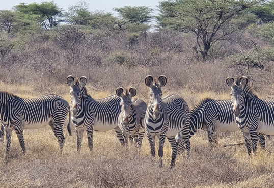 Grevy’s zebra in Samburu National Reserve