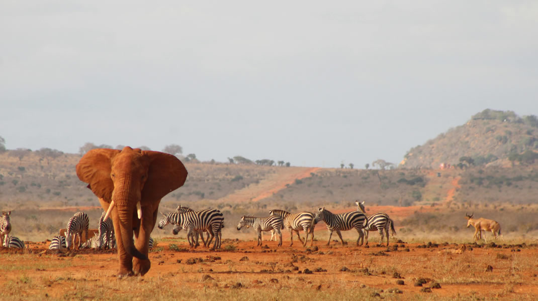 Wildlife game drive in Tsavo East National Park