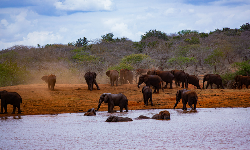 3 Day Tsavo East & Tsavo West Safari