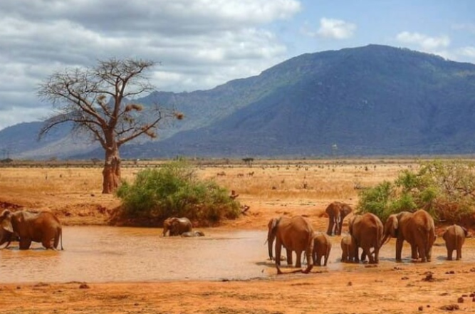 Wildlife at Aruba Dam in Tsavo East