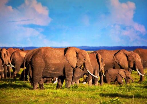 Mombasa / Diani Beach – Tsavo East National Park