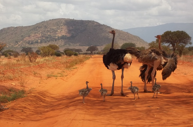 Mombasa / Diani Beach – Tsavo West National Park