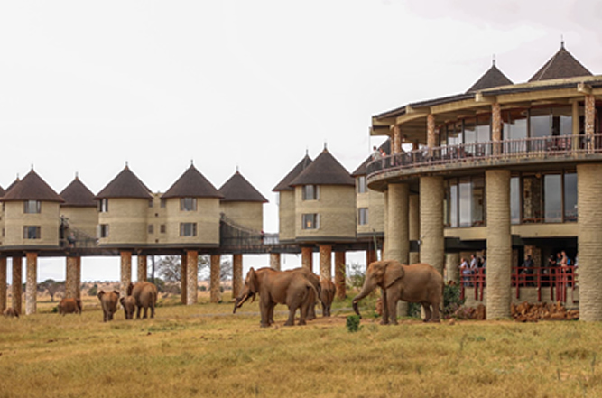Lions in Taita Hills Wildlife Sanctuary