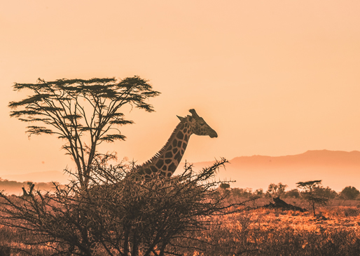 Giraffes on the Tsavo East plains