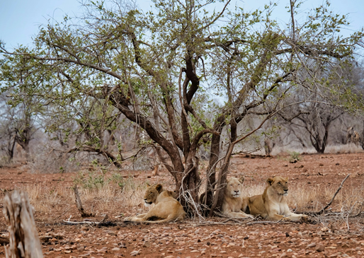 Lions resting in Tsavo East National Park