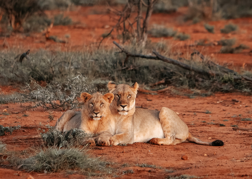 Elephants in Tsavo West National Park